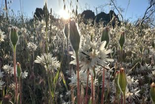 Residential Acreage,  Knoxville road, Napa, CA 94558 - 14