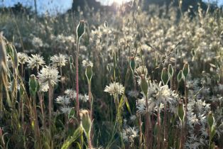 Residential Acreage,  Knoxville road, Napa, CA 94558 - 13