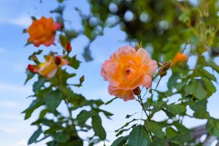 Single Family Residence, Grahn drive, Santa Rosa, CA 95404 - 36