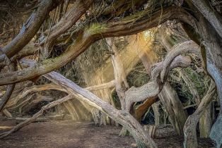 Single Family Residence, Del Mar point, Sea Ranch, CA 95497 - 48