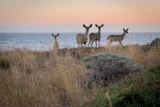 Single Family Residence, Del Mar point, Sea Ranch, CA 95497 - 55