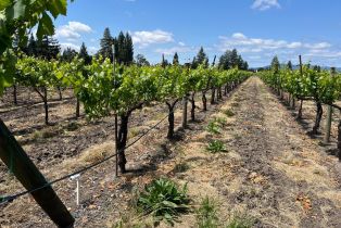 Agriculture,  Mark West Station road, Windsor, CA 95492 - 14