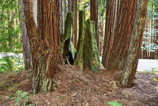Single Family Residence,  Schooner drive, Sea Ranch, CA 95497 - 35