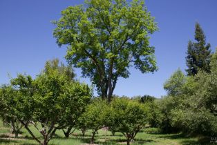 Single Family Residence, Soda Rock lane, Healdsburg, CA 95448 - 46