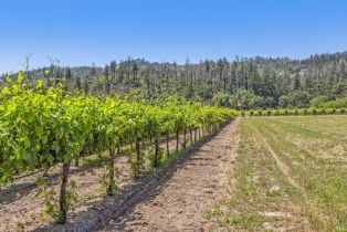 Agriculture,  State Highway 128 none, Calistoga, CA 94515 - 50
