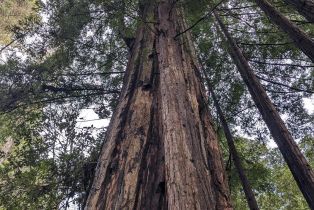 Residential Acreage,  Lyons court, Jenner, CA 95450 - 14