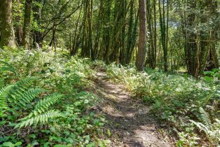 Single Family Residence, Wagnon road, Sebastopol, CA 95472 - 53