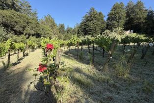 Single Family Residence, Coleman Valley road, Occidental, CA 95465 - 66