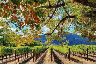 Single Family Residence, Heritage way, Yountville, CA 94599 - 56