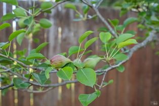 Single Family Residence, Bettencourt street, Sonoma, CA 95476 - 19