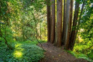 Single Family Residence, Occidental road, Sebastopol, CA 95472 - 47