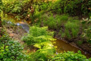 Single Family Residence, Occidental road, Sebastopol, CA 95472 - 50
