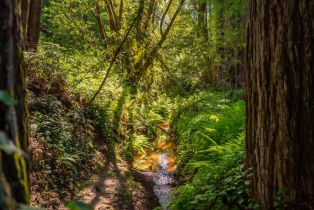 Single Family Residence, Occidental road, Sebastopol, CA 95472 - 51