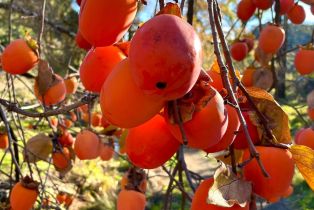 Residential Acreage,  Franz Valley School road, Calistoga, CA 94515 - 11