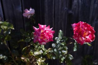 Single Family Residence,  Ely boulevard, Petaluma, CA 94954 - 38