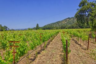 Agriculture,  Saint Helena highway, Napa, CA 94558 - 31