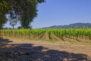 Agriculture,  Saint Helena highway, Napa, CA 94558 - 16