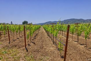 Agriculture,  Saint Helena highway, Napa, CA 94558 - 28