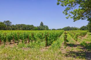 Agriculture,  Saint Helena highway, Napa, CA 94558 - 21