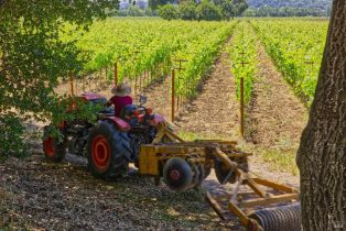 Agriculture,  Saint Helena highway, Napa, CA 94558 - 14