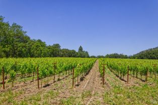 Agriculture,  Saint Helena highway, Napa, CA 94558 - 20