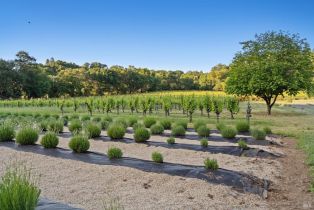 Single Family Residence, Puccioni road, Healdsburg, CA 95448 - 39