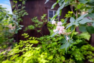 Single Family Residence, Bella Vista drive, Sebastopol, CA 95472 - 39