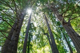 Single Family Residence, 385 Old La Honda rd, Woodside, CA 94062 - 52