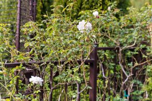 Single Family Residence, 4 Palm Circle rd, Woodside, CA 94062 - 34