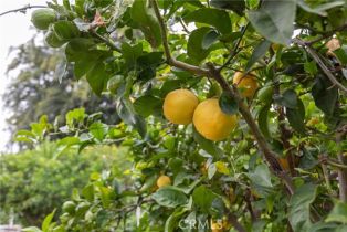 Single Family Residence, 730 Orchard dr, Burbank, CA 91506 - 34