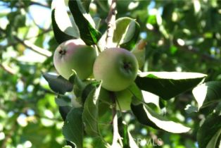 Single Family Residence, 590 Paseo Carmel, Anaheim Hills, CA 92807 - 38