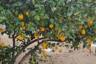 Single Family Residence, 6966 Ranch View rd, Riverside, CA 92506 - 45