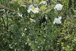 Single Family Residence, 766 Pelican, Laguna Beach, CA 92651 - 59