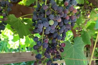 Single Family Residence, 2335 Hillview drive, Laguna Beach, CA 92651 - 40