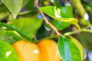 Single Family Residence, 242 Kalmia st, Fallbrook, CA 92028 - 44