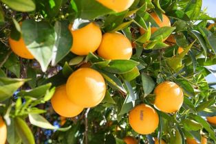 Single Family Residence, 41850 Via Del Gavilan, Fallbrook, CA 92028 - 30