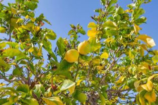 , 1120 Mission rd, Fallbrook, CA 92028 - 10