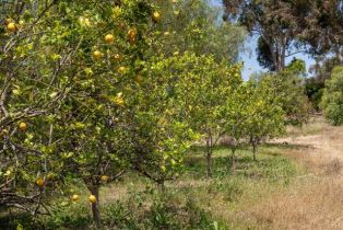 , 6458 El Camino Del Norte, Rancho Santa Fe, CA 92067 - 21