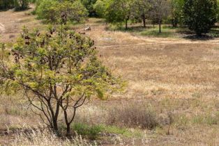 , 6458 El Camino Del Norte, Rancho Santa Fe, CA 92067 - 32