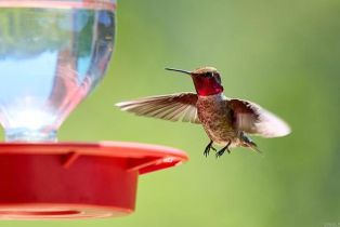 Single Family Residence, 2021 Willow Glen Road, Fallbrook, CA 92028 - 32