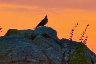 Single Family Residence, 29730 Red Mountain rd, Valley Center, CA 92082 - 39