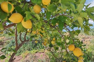 Single Family Residence, 4018 Millagra dr, Fallbrook, CA 92028 - 52