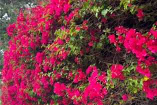 Condominium, 67 Sea Island dr, Newport Beach, CA 92660 - 41