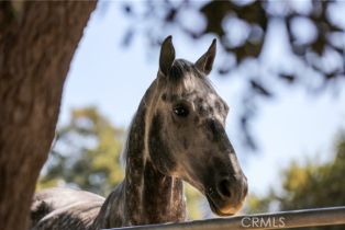 Single Family Residence, 6352 Nohl Ranch rd, Anaheim Hills, CA 92807 - 17