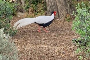 Single Family Residence, 2173 Orchard dr, Newport Beach, CA 92660 - 12