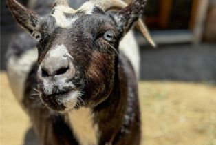 , 2173 Orchard dr, Newport Beach, CA 92660 - 10