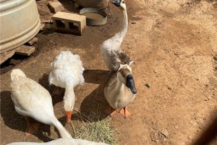 Single Family Residence, 43218 Sandia Creek dr, Temecula, CA 92590 - 31