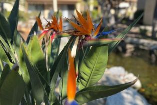 Condominium, 461 Orange Blossom, Irvine, CA 92618 - 3