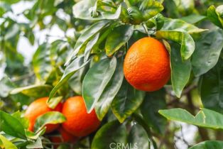 Single Family Residence, 2740 Los Alisos dr, Fallbrook, CA 92028 - 63