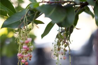 Single Family Residence, 27901 Via Estancia, San Juan Capistrano, CA 92675 - 32